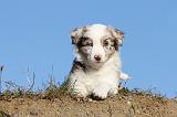 BERGER AUSTRALIEN PUPPIES 255